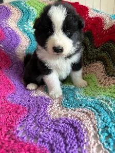 Chiot Border Sammie Puppy - Photo 2