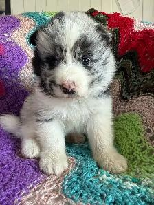 Chiot Border Sammie Puppy - Photo 3