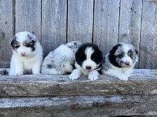 Chiot Border Sammie Puppy - Photo 4