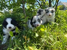 Chiot Border Sammie Puppy - Photo 5