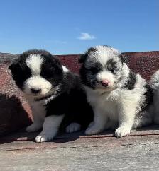 Chiot Border Sammie Puppy - Photo 6