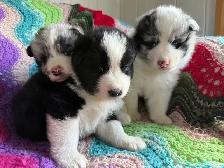 Chiot Border Sammie Puppy - Photo 7
