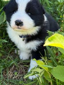 Chiot Border Sammie Puppy - Photo 8