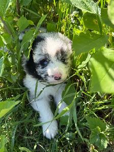 Chiot Border Sammie Puppy - Photo 9