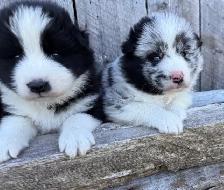 Chiot Border Sammie Puppy - Photo 10