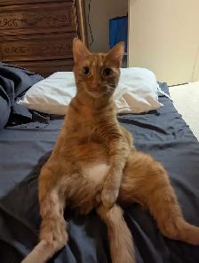 looking for a black male cat that is fixed and is free.