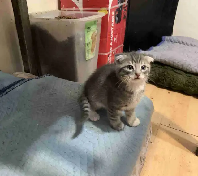 Scottish Fold kitten Toyger pattern