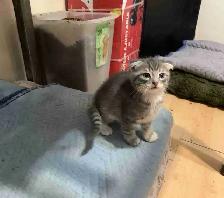 Scottish Fold kitten Toyger pattern