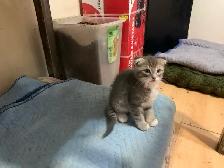 Scottish Fold kitten Toyger pattern - Photo 2