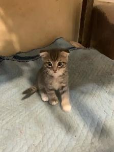 Scottish Fold kitten Toyger pattern - Photo 3