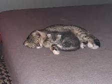 Scottish Fold kitten Toyger pattern - Photo 4