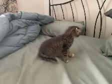 Scottish Fold kitten Toyger pattern - Photo 5
