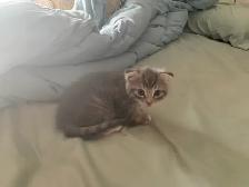 Scottish Fold kitten Toyger pattern - Photo 6