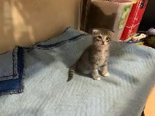 Scottish Fold kitten Toyger pattern - Photo 7