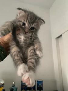 Scottish Fold kitten Toyger pattern - Photo 8