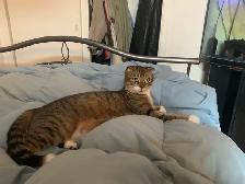 Scottish Fold kitten Toyger pattern - Photo 10