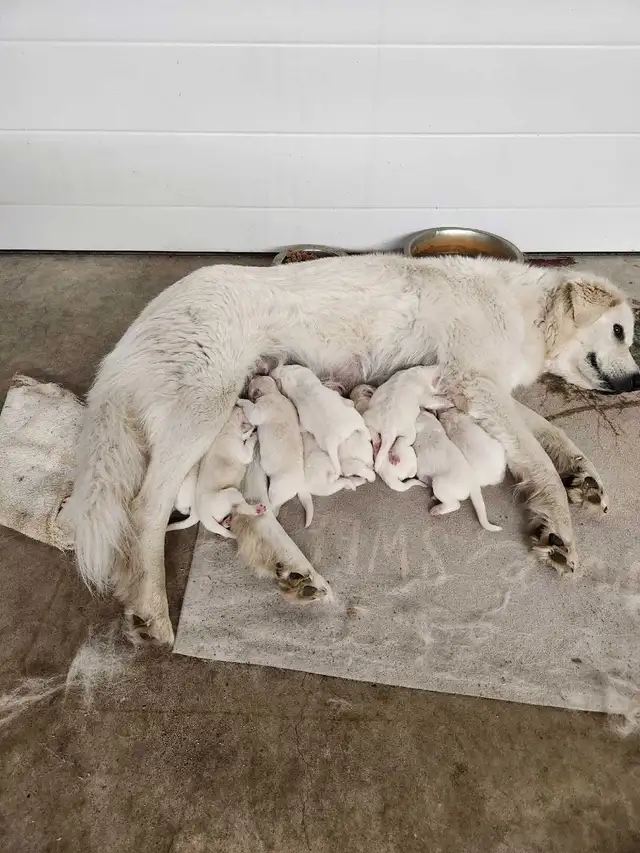 Livestock Guard Dogs