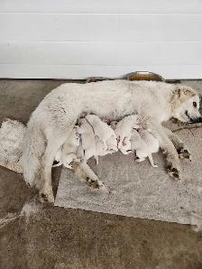 Livestock Guard Dogs