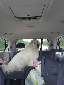 Livestock Guard Dogs - Photo 2