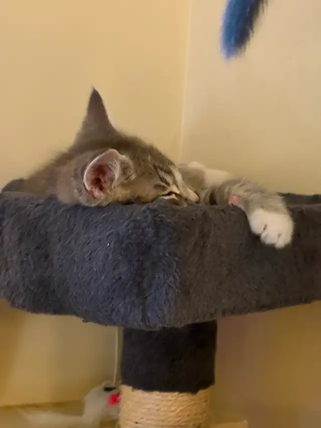 Beautiful Russian blue X Siamese