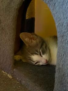 Beautiful Russian blue X Siamese - Photo 2