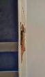 Door Fixing Realigning Dead Bolts & Strike Plates. Deadbolt Misa - Photo 9