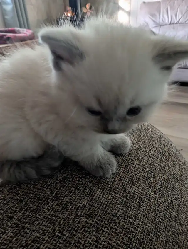 ragdoll boy kitten last one ledt