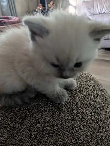 ragdoll boy kitten last one ledt