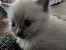 ragdoll boy kitten last one ledt - Photo 2
