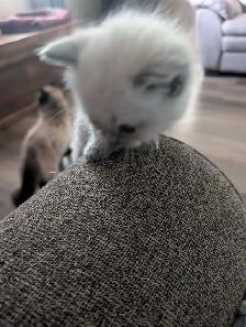 ragdoll boy kitten last one ledt - Photo 3
