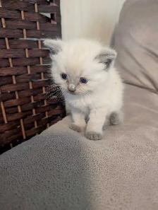 ragdoll boy kitten last one ledt - Photo 4