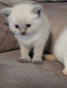 ragdoll boy kitten last one ledt - Photo 5