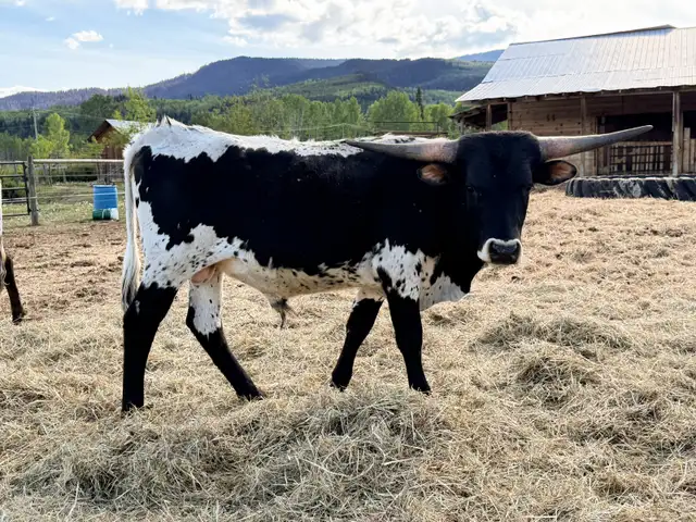 yearling Longhorn bull