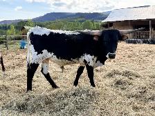 yearling Longhorn bull