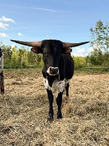 yearling Longhorn bull - Photo 2