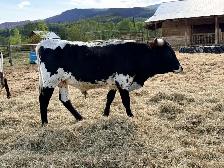 yearling Longhorn bull - Photo 3