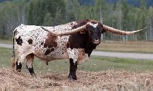 yearling Longhorn bull - Photo 4