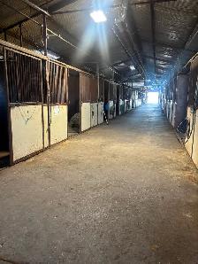 Horse Boarding - Photo 10