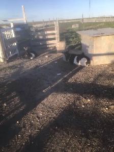 Nigerian milk goats for sale