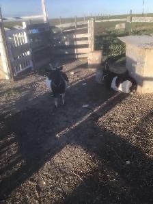 Nigerian milk goats for sale - Photo 2