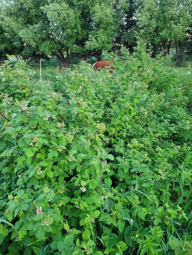 Raspberry Plant/Canes Buy 10 get 10 free