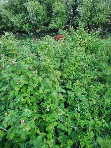 Raspberry Plant/Canes Buy 10 get 10 free