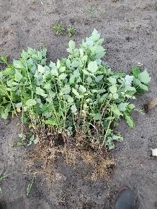 Raspberry Plant/Canes Buy 10 get 10 free - Photo 2
