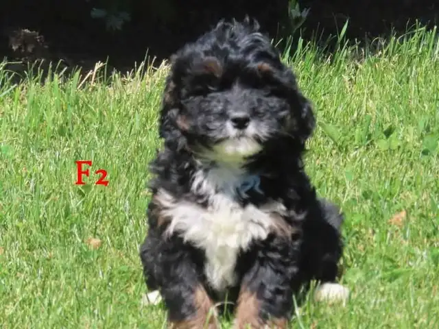 Mini Bernadoodle puppies.