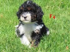 Mini Bernadoodle puppies. - Photo 2