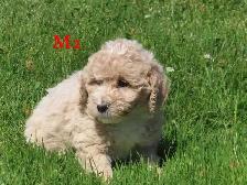 Mini Bernadoodle puppies. - Photo 4