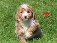 Mini Bernadoodle puppies. - Photo 5