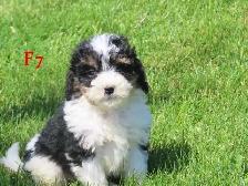 Mini Bernadoodle puppies. - Photo 6