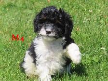 Mini Bernadoodle puppies. - Photo 7