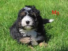 Mini Bernadoodle puppies. - Photo 8